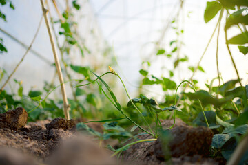 Long beans tree growth in greenhouse and light of sunset.