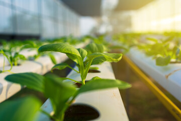 organic hydroponic vegetable garden at greenhouse and light of sunset.