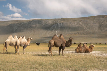 camels herd graze steppe mountains
