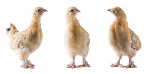 set of young bantam chicken, small variety of fowl, yellow ornamental breed shot in different...
