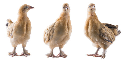 set of young bantam chicken, small variety of fowl, yellow ornamental breed shot in different angles, 
isolated in white background