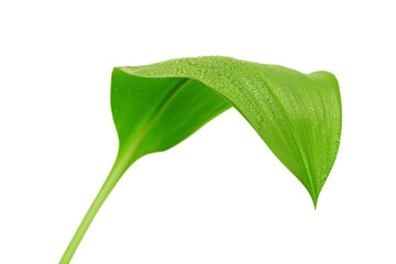 green leaf with drops of water