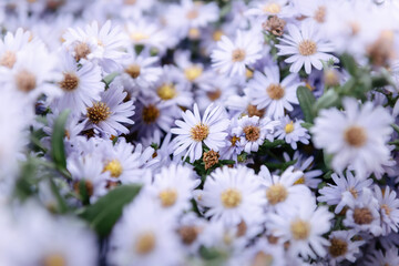 Close-Up of Aster Flowers Blooming Background, Beautiful Flower Spring in The Garden. Natural of Floral Plant Blossom in The Fields Garden. Selective Focus of Aster Flowers Detail