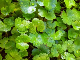 green leaves in the garden
