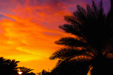 Obraz na płótnie Canvas sunset in the palm