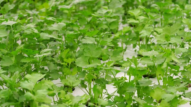 Celery is growing beautifully in a hydroponic system.
