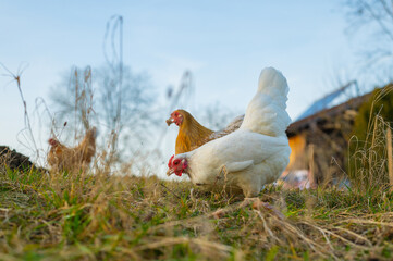 freilaufende Hühner auf Wiese