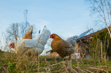 freilaufende Hühner auf Wiese