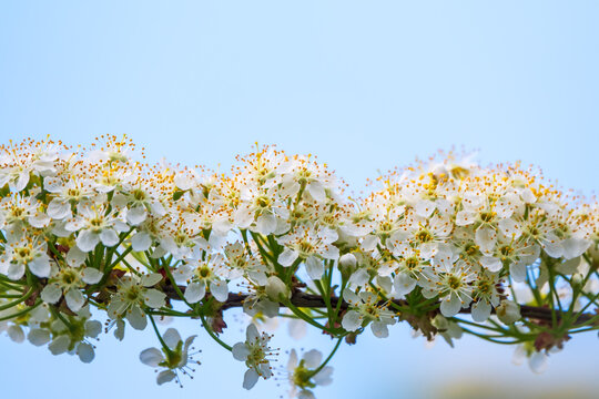 White cherry flowers on blue skt background. The branches of a blossoming Cherry tree with white flowers.