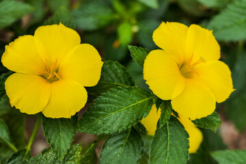 Yellow alder flowers (Turnera ulmifolia)