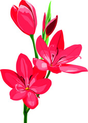 Vector of red crocus flowers
