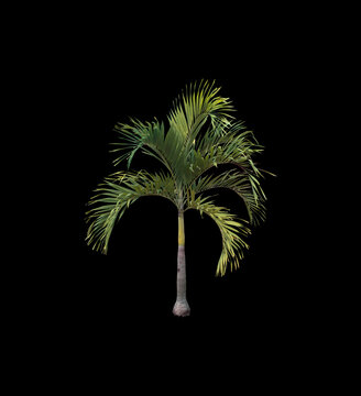 coconut palm leaf tree isolated on black background