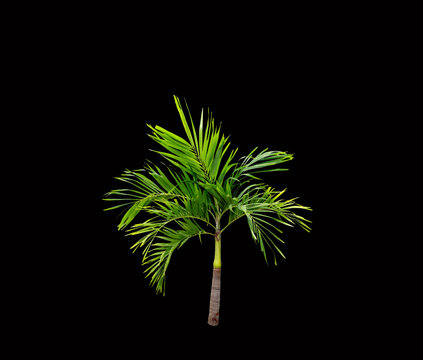 coconut palm leaf tree isolated on black background
