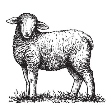 Sheep Coloring Vector Art PNG Coloring Book For Children With A Picture Of  A Sheep Sheep Drawing Sheep Sketch Kids PNG Image For Free Download
