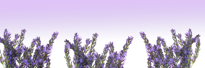 Lavender flowers banner. Lavender bouquets set isolated on white background with purple gradient. Aromatherapy and cosmetics. Summer flowers banner.