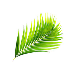 green leaves of palm tree isolated on white background