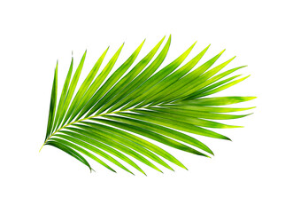 Fototapeta premium green leaves of palm tree isolated on white background