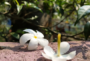 white frangipani flowers