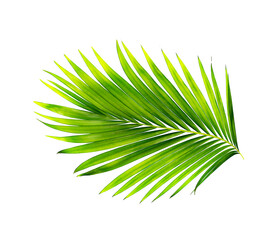 green leaves of palm tree isolated on white background