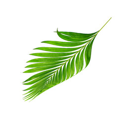 green leaves of palm tree isolated on white background