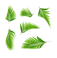 green leaves of palm tree isolated on white for summer background