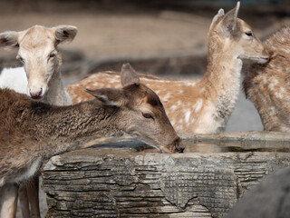 Close-up Female Deer was Drinking Water
