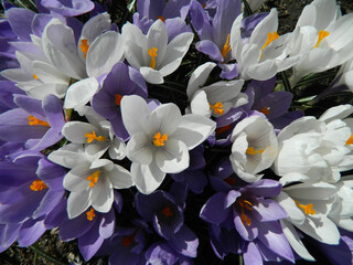 White and lilac crocures macro, sunnyday, background
