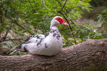 Naklejka na ściany i meble White and black duck with red head, The Muscovy duck, sits on the tree on the shore of the pond.