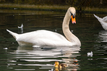 Naklejka premium A graceful white swan swimming on a lake with dark green water. The white swan is reflected in the water