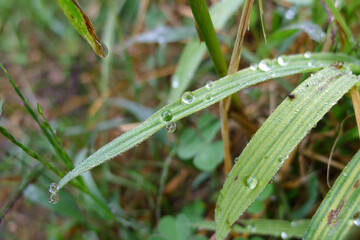water drops on the leaf