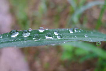 water drops on the leaf