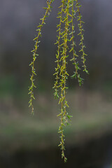young branches of willow bloom in spring