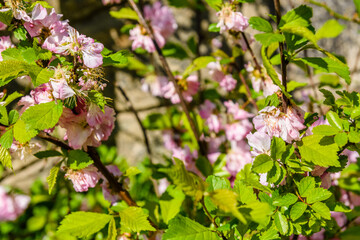 Blossoming branches of the Prunus triloba (Louiseania ulmifolia) on spring