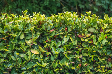 Neatly trimmed bushes in the summer or autumn park.