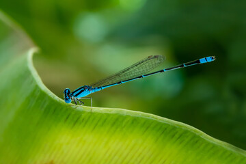 Blue dragonfly on green leaf.