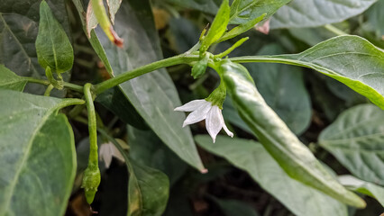 Hidden white flower in greenery.