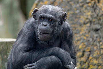 Chimpanzee portrait