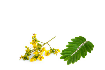 Senna siamea leaves and flower isolated on white background.