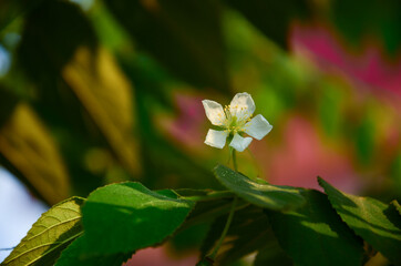 Beautiful evening light white flower