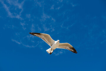 Seagull was flying above Chelsea Beach during summer, Australia Dec 2019.