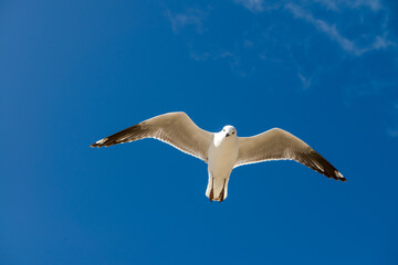 Seagull was flying above Chelsea Beach during summer, Australia Dec 2019.