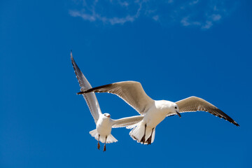 Seagull was flying above Chelsea Beach during summer, Australia Dec 2019.
