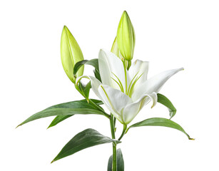 Beautiful lily flowers on white background