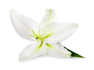 Beautiful lily flower on white background