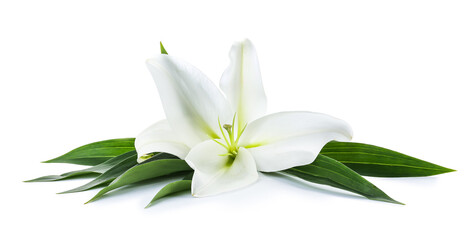 Naklejka na ściany i meble Beautiful lily flower on white background
