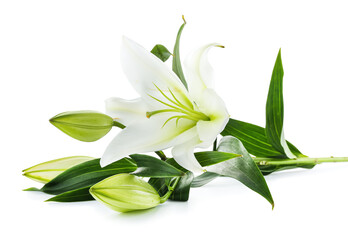 Beautiful lily flowers on white background