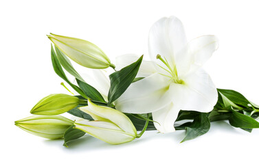 Beautiful lily flowers on white background