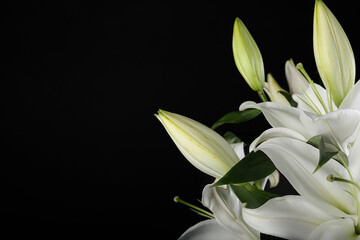 Beautiful lily flowers on dark background, closeup