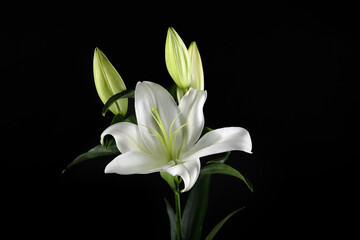 Fototapeta na wymiar Beautiful lily flowers on dark background