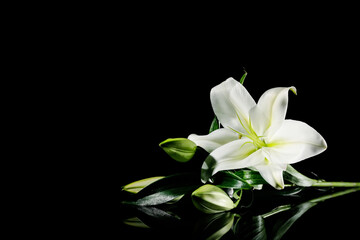 Naklejka na ściany i meble Beautiful lily flowers on dark background